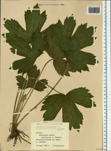 Ranunculus lanuginosus L., Eastern Europe, Latvia (E2b) (Latvia)