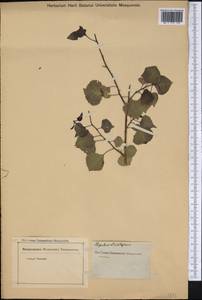 Populus deltoides subsp. deltoides, America (AMER) (Not classified)