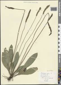 Plantago urvillei Opiz, Eastern Europe, Moscow region (E4a) (Russia)