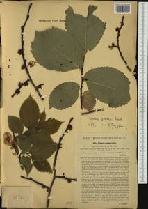 Ulmus glabra, Western Europe (EUR) (Austria)