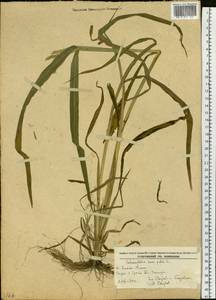 Echinochloa crus-galli (L.) P.Beauv., Siberia, Russian Far East (S6) (Russia)