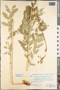 Dictamnus albus L., Eastern Europe, North Ukrainian region (E11) (Ukraine)