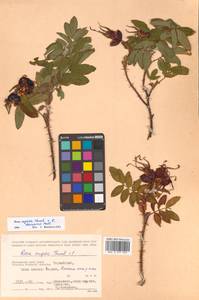 Rosa davurica × rugosa, Siberia, Russian Far East (S6) (Russia)