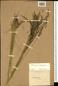 Deschampsia cespitosa (L.) P.Beauv., Caucasus, Stavropol Krai, Karachay-Cherkessia & Kabardino-Balkaria (K1b) (Russia)