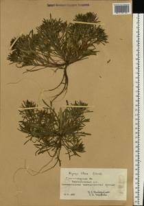 Ajuga chamaepitys subsp. chia (Schreb.) Arcang., Eastern Europe, Lower Volga region (E9) (Russia)