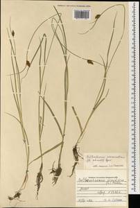 Bolboschoenus planiculmis (F.Schmidt) T.V.Egorova, Mongolia (MONG) (Mongolia)