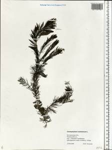 Ceratophyllum submersum L., Eastern Europe, Central forest-and-steppe region (E6) (Russia)