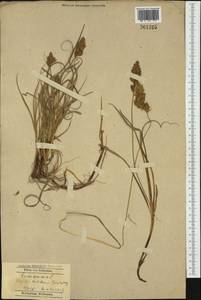 Carex arenaria L., Western Europe (EUR) (Poland)