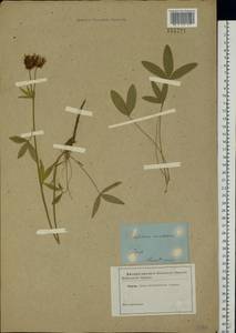 Trifolium montanum L., Eastern Europe, North-Western region (E2) (Russia)