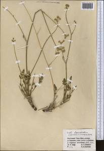 Eriocycla pelliotii (H. Boiss.) H. Wolff, Middle Asia, Northern & Central Tian Shan (M4) (Kyrgyzstan)