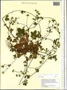 Potentilla stolonifera Lehm. ex Ledeb., Siberia, Chukotka & Kamchatka (S7) (Russia)