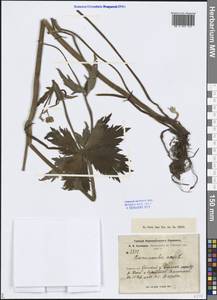 Ranunculus acris L., Siberia, Altai & Sayany Mountains (S2) (Russia)