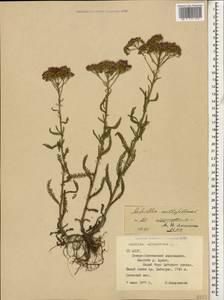 Achillea millefolium L., Caucasus, North Ossetia, Ingushetia & Chechnya (K1c) (Russia)