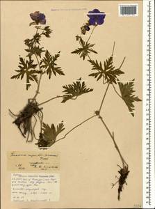 Geranium ruprechtii (Woronow) Grossh., Caucasus, North Ossetia, Ingushetia & Chechnya (K1c) (Russia)