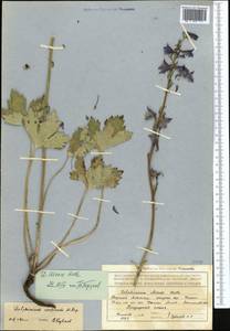 Delphinium iliense Huth, Middle Asia, Northern & Central Tian Shan (M4) (Kazakhstan)