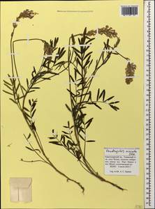 Onobrychis arenaria subsp. miniata (Steven)P.W.Ball, Caucasus, Krasnodar Krai & Adygea (K1a) (Russia)