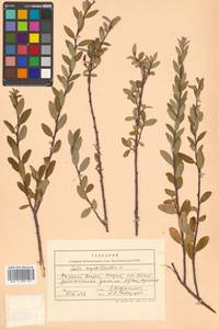 Salix myrtilloides L., Siberia, Chukotka & Kamchatka (S7) (Russia)