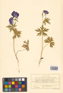 Aconitum delphinifolium DC., Siberia, Chukotka & Kamchatka (S7) (Russia)