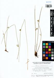 Juncus filiformis L., Siberia, Baikal & Transbaikal region (S4) (Russia)