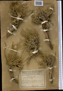 Nitrosalsola orientalis (S. G. Gmel.) Theodorova, Middle Asia, Syr-Darian deserts & Kyzylkum (M7) (Kazakhstan)