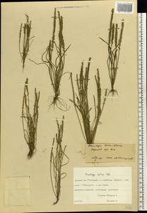 Plantago tenuiflora Waldst. & Kit., Eastern Europe, South Ukrainian region (E12) (Ukraine)