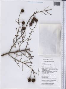 Tsuga heterophylla (Raf.) Sarg., America (AMER) (United States)