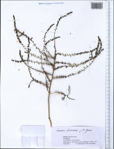 Suaeda fruticosa (L.) Forssk., South Asia, South Asia (Asia outside ex-Soviet states and Mongolia) (ASIA) (Israel)