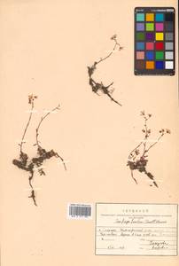 Saxifraga cherlerioides D. Don, Siberia, Russian Far East (S6) (Russia)