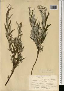 Salix schwerinii E.L.Wolf, Mongolia (MONG) (Mongolia)