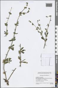 Asperugo procumbens L., Eastern Europe, Lower Volga region (E9) (Russia)