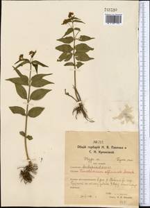 Vincetoxicum hirundinaria Medik., Middle Asia, Northern & Central Kazakhstan (M10) (Kazakhstan)