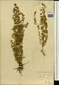 Artemisia macrocephala Jacquem. ex Besser, Mongolia (MONG) (Mongolia)