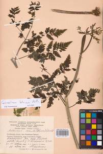 Conioselinum tataricum Hoffm., Eastern Europe, Eastern region (E10) (Russia)