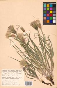 Tragopogon ruber S. G. Gmel., Eastern Europe, Lower Volga region (E9) (Russia)