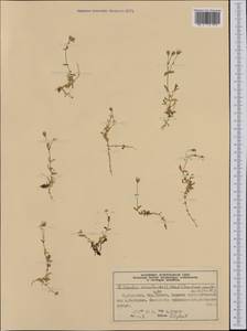 Dichodon cerastoides (L.) Rchb., Western Europe (EUR) (Norway)