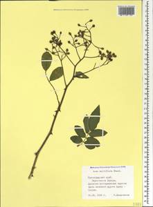 Rosa multiflora Thunb., Caucasus, Black Sea Shore (from Novorossiysk to Adler) (K3) (Russia)