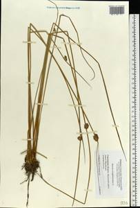 Juncus conglomeratus L., Eastern Europe, Western region (E3) (Russia)