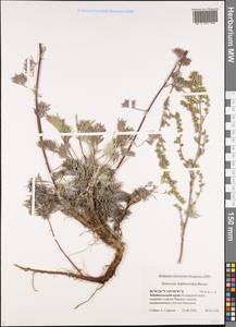 Artemisia ledebouriana Besser, Siberia, Baikal & Transbaikal region (S4) (Russia)