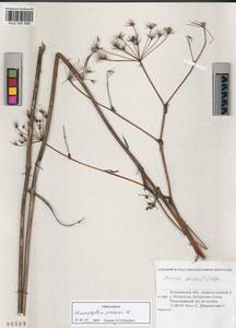 Chaerophyllum prescottii DC., Siberia, Altai & Sayany Mountains (S2) (Russia)