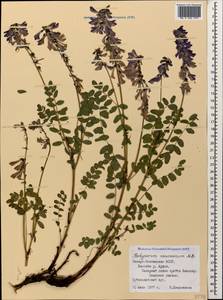 Hedysarum caucasicum M.Bieb., Caucasus, North Ossetia, Ingushetia & Chechnya (K1c) (Russia)