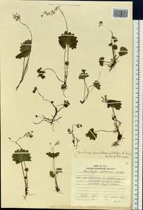 Micranthes nelsoniana var. porsildiana (Calder & Savile) Gornall & H.Ohba, Siberia, Chukotka & Kamchatka (S7) (Russia)