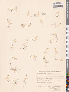 Ranunculus reptans L., Siberia, Chukotka & Kamchatka (S7) (Russia)