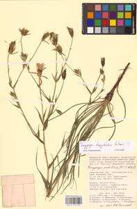 Tragopogon dasyrhynchus Artemczuk, Eastern Europe, Lower Volga region (E9) (Russia)