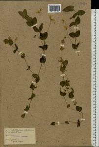 Lathyrus aphaca L., Eastern Europe, South Ukrainian region (E12) (Ukraine)