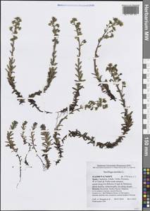 Saxifraga aizoides L., Western Europe (EUR) (Spain)