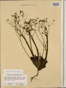 Crepis sancta subsp. sancta, Caucasus, North Ossetia, Ingushetia & Chechnya (K1c) (Russia)