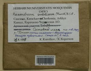 Bucklandiella sudetica (Funck) Bedn.-Ochyra & Ochyra, Bryophytes, Bryophytes - North Caucasus & Ciscaucasia (B12) (Russia)