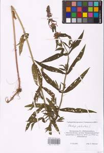 MHA 0 154 952, Stachys palustris L., Eastern Europe, Central forest-and-steppe region (E6) (Russia)
