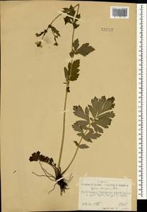 Geum aleppicum Jacq., Mongolia (MONG) (Mongolia)