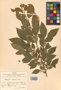 Euonymus maackii Rupr., Siberia, Russian Far East (S6) (Russia)